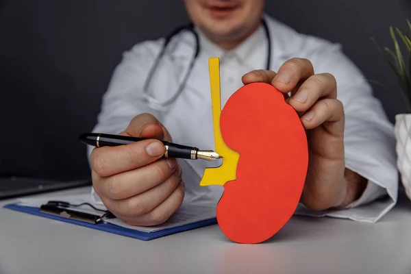 De dokter toont een model nier. Begrip gezondheidszorg en behandeling — Stockfoto