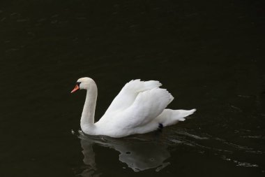 Siyah beyaz: beyaz kuğu ve siyah su