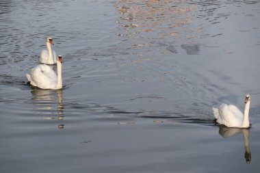 Yüzen üç beyaz kuğudan oluşan bir grup