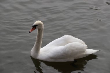 Yüzen bir kuğunun yakın çekimi. 