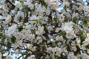 Elma çiçeklerinin yakın plan çekimi. Çiçek dokusu. Arkaplan resmi.