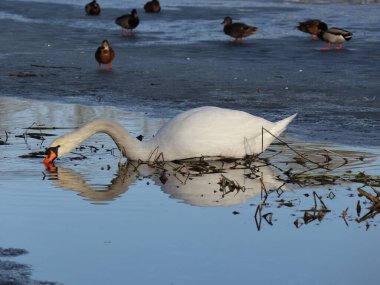 Eriyen buzun üzerinde yatan beyaz bir kuğu yiyecek arıyor. Sudaki bir kuğunun yansıması. Arka planda buzdaki ördekler.