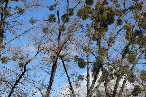 Misteln Halbparasitäre Sträucher Auf Baumkronen Gegen Den Blauen Himmel — Stockfoto