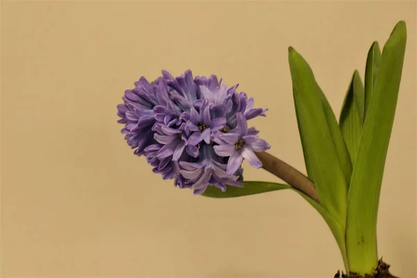 Jacinthe Violette Fleurs Isolée Sur Fond Beige — Photo