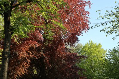 Doğanın çeşitli renkleri: ağaç renkli yapraklarla taçlandırılır. Arkaplan resmi.