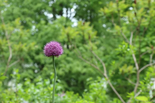 Inflorescência Uma Cebola Aflatun Florescente Allium Aflatunense Variedade Sensação Púrpura — Fotografia de Stock