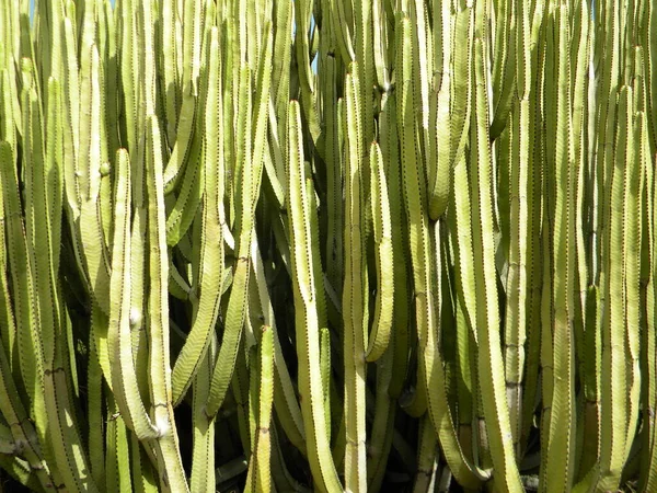 Κοντινό Πλάνο Ενός Παχύσαρκου Θάμνου Euphorbia Canariensis Κοινώς Γνωστό Παρόρμηση — Φωτογραφία Αρχείου