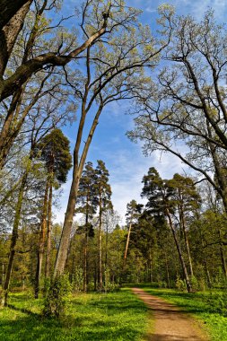 İçinde-ebilmek, St. Petersburg şehir parkı