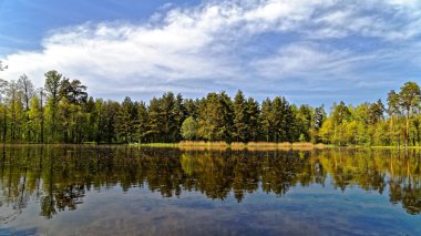 Rusya'nın doğa. Saint petersburg. Rusya.