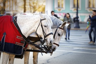 Petersburg'daki hermitage yakınındaki taşıma