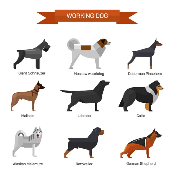 Perro razas vector conjunto aislado sobre fondo blanco. Ilustración en diseño de estilo plano. Iconos y emblemas — Archivo Imágenes Vectoriales