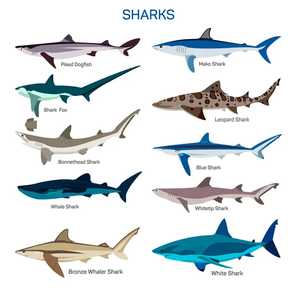 Shark peces vector conjunto en diseño de estilo plano. Colección de iconos de diferentes especies de tiburones . — Vector de stock