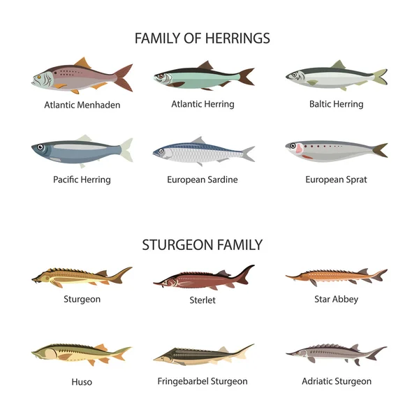 Vetor de peixe definido em design de estilo plano. Arenques e peixes de esturjão. Oceano, mar, peixes do rio coleção ícones . —  Vetores de Stock