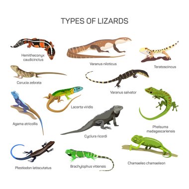 Lizards vector set in flat style design. Different kind of lizard reptile species icons collection. clipart