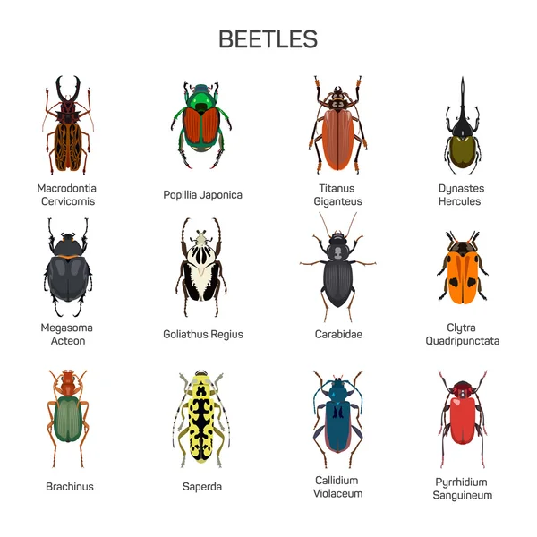 Errores vector conjunto en diseño de estilo plano. Diferentes tipos de escarabajos insectos especies iconos colección . — Archivo Imágenes Vectoriales