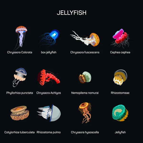Vetor de água-viva definido em design de estilo plano. Diferentes tipos de vida subaquática espécies coleção ícones . — Vetor de Stock
