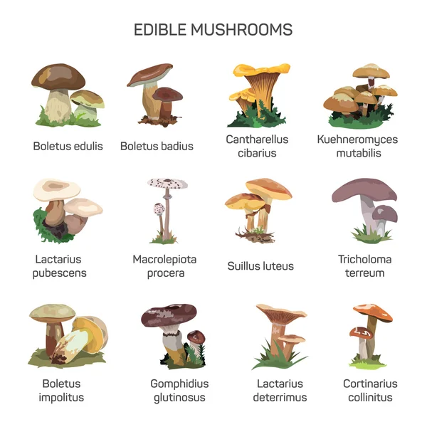 Ensemble vecteur de champignons comestibles d'icônes isolées sur fond blanc . — Image vectorielle