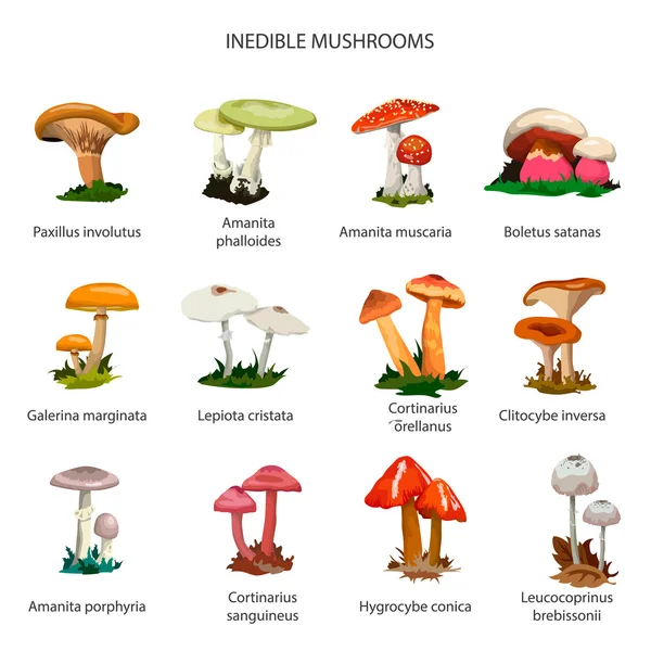 Inedible mushrooms vector set of icons isolated on white background. — Stock Vector