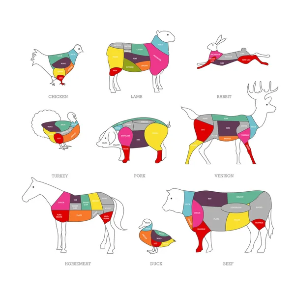 Metzgerei Konzept Vektor Illustration. Fleischschnitte. Tierteildiagramm von Schwein, Rind, Lamm, Ente, Huhn, Kaninchen. — Stockvektor