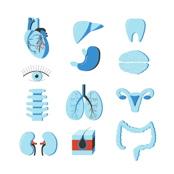 Vector set of human body organs. Anatomy design elements and icons isolated on white background — Stock Vector