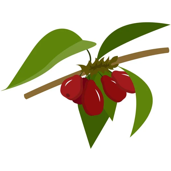 Свежие ягоды догвуда на стебле с плоским векторным значком — стоковый вектор