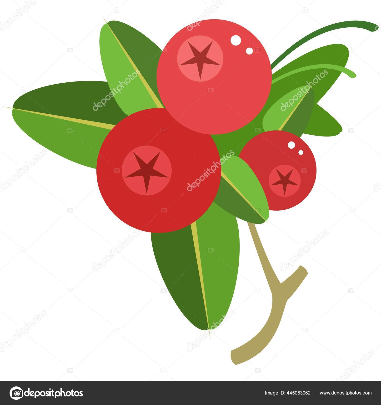 Bearberry plant Vector Art Stock Images | Depositphotos