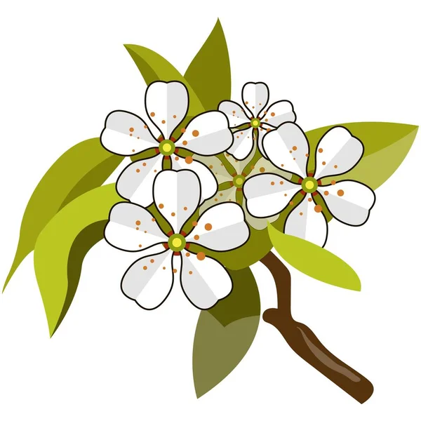 Blossom rama de manzano vector plano aislado en blanco — Vector de stock