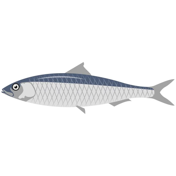 Vector peixe europeu sardinha mar vida subaquática — Vetor de Stock