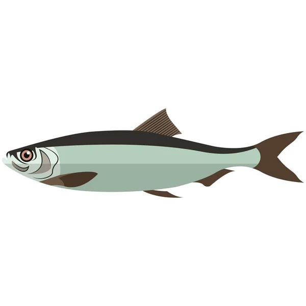 Vector fish atlantic herring ocean underwater wildlife - Stok Vektor