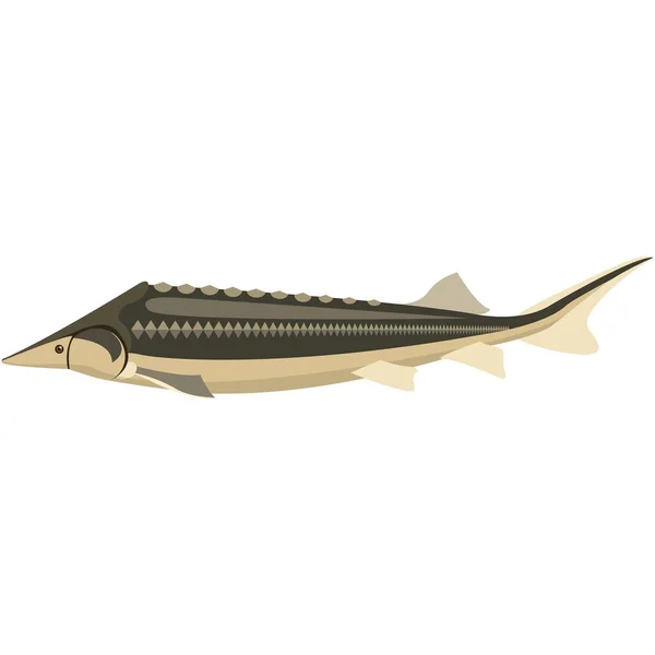 Vektorové ryby okrajové jeseter sladkovodní druh ilustrace — Stockový vektor