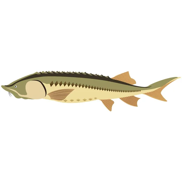Vector peixe raro huso espécies de água doce ilustração — Vetor de Stock