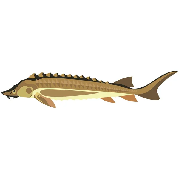 Vektor vzácné jeseter ryby sladkovodní druh ilustrace — Stockový vektor
