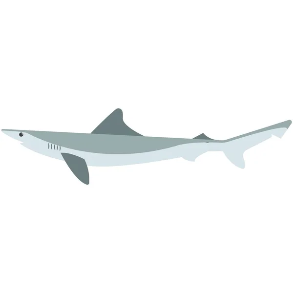 Ilustración vectorial de tiburón nariz afilada atlántica en blanco — Vector de stock