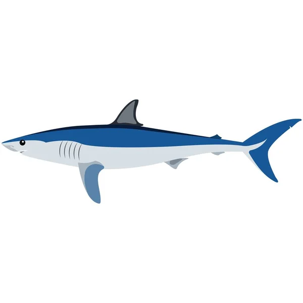 Vector mako shark illustration isolated on white — Stock Vector