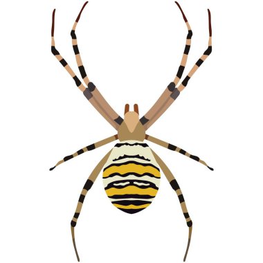 Beyaz üzerinde izole edilmiş vektör örümcek argiope bruennichi çizimi
