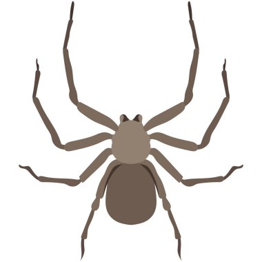 Vektör örümcek sicarius hahni afrikalı tür çizimi