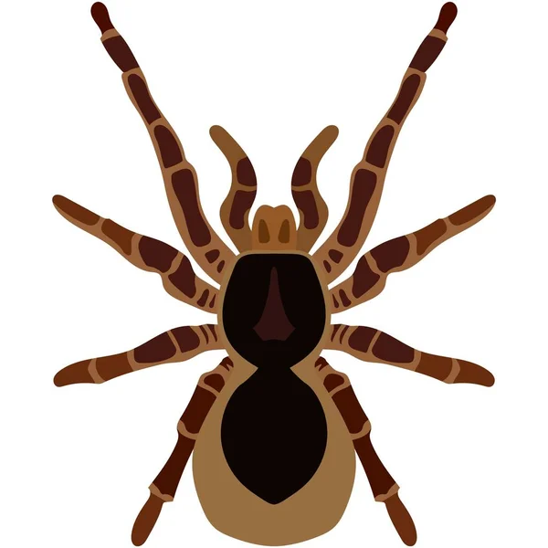 Collection Different Species Spiders Colour Image Stock Vector (Royalty  Free) 1536964073, Shutterstock