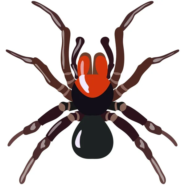 Vector spider exotic missulena species illustration on white — Stock Vector