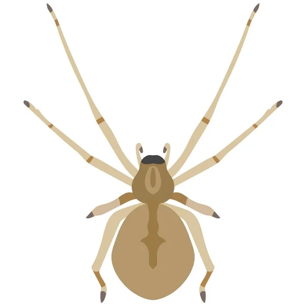 Collection Different Species Spiders Colour Image Stock Vector (Royalty  Free) 1536964073, Shutterstock