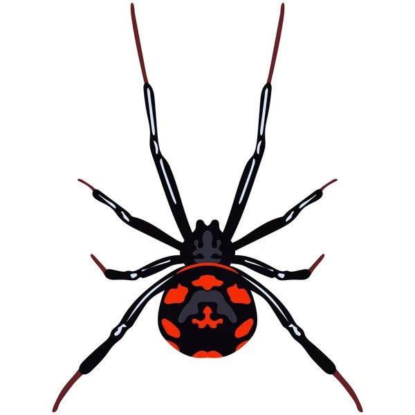 Vector spider latrodectus tredecimguttatus insect species illustration — Stock Vector