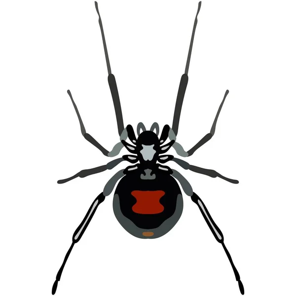 Vector spider latrodectus mactans danger insect illustration — Stock Vector