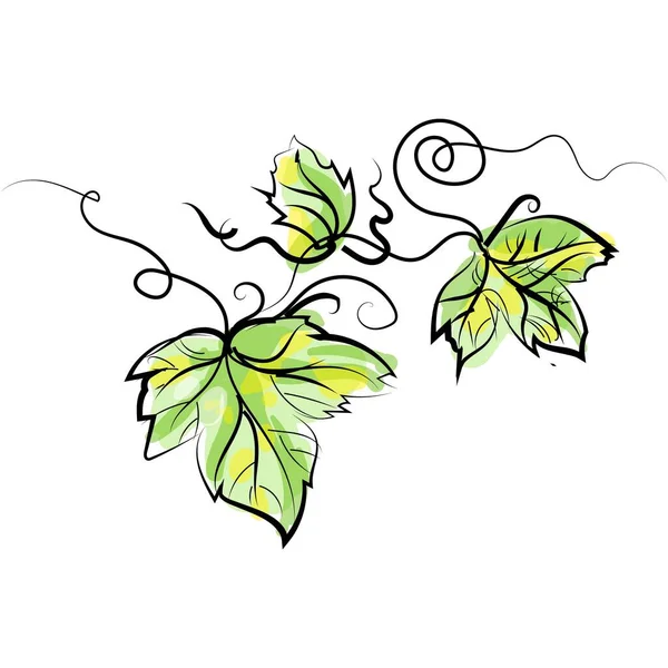 Vector grapevine branch with leaves illustration on white — Stock Vector