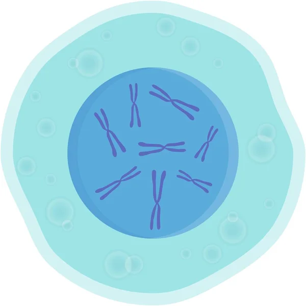 Cellule humaine vectrice avec noyau et chromosomes génétiques — Image vectorielle