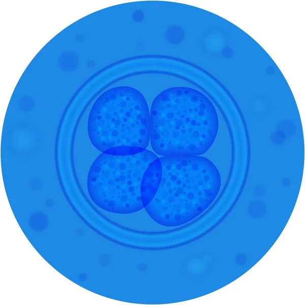 Ikon vektor proses mitosis sel pada warna putih - Stok Vektor