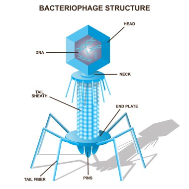 Virus bacteriophage model. Isolated vector illustration clipart