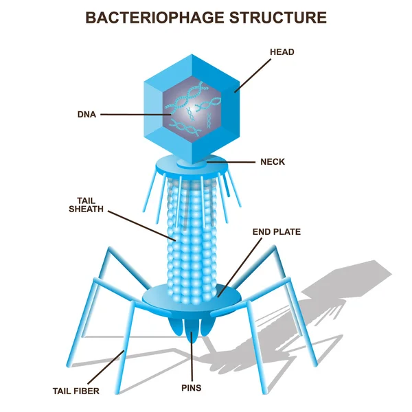 Modello batteriofagico virale. Illustrazione del vettore isolato — Vettoriale Stock