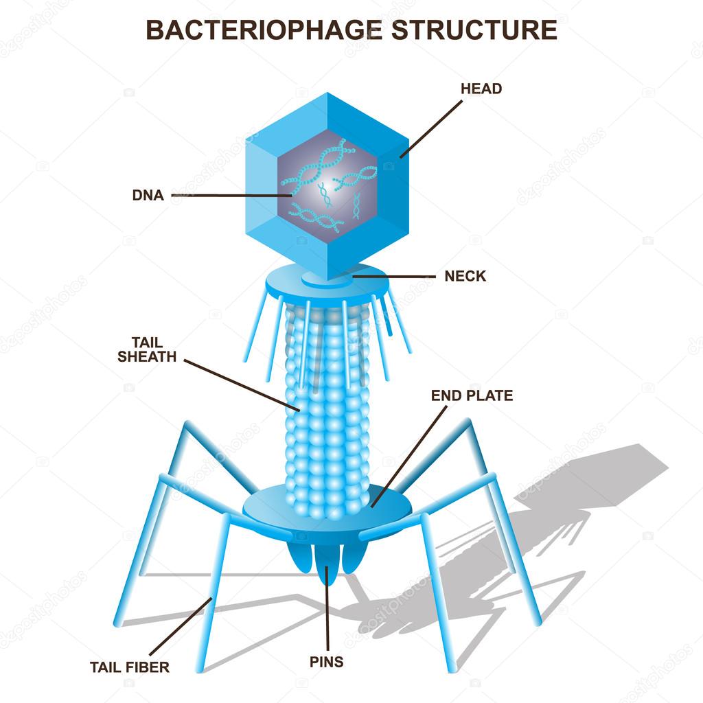 Virus bacteriophage model. Isolated vector illustration — Stock Vector © skypistudio #77459620