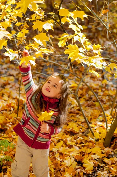 Meisje plucks bladeren in de herfst park — Stockfoto