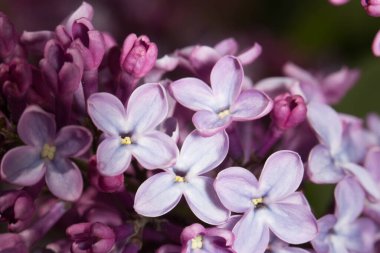 Leylak Bitkisi. Çiçek Çiçeği. Leylak ile Yaz Heyecanı