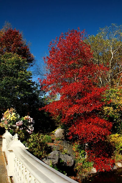 New York 'ta Central Park' ta Hint Yazı, Manhattan, Kırmızı, Sarı, Yeşil ve Kahverengi Yaprak Antlaşmaları Güneşli bir günde